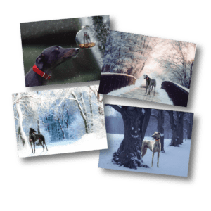 Selection of christmas cards featuring greyhounds in winter scenes