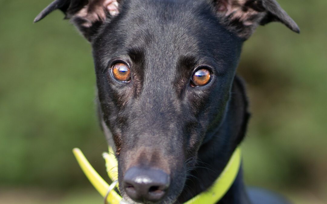 Bea (RESERVED)